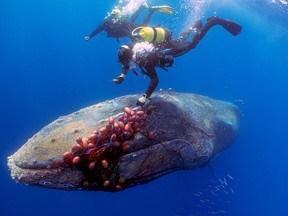 Spanish divers try to cut an illegal drift net off a 12-metre-long humpback whale, who got entangled in it near Cala Millor beach in the Balearic island of Mallorca, Spain May 20, 2022. Picture taken May 20, 2022.