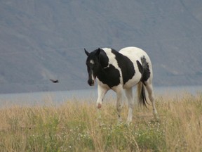 Equinisity Retreats outside of Kamloops offers guests "a spiritual adventure with horses and nature."