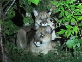 FILE PHOTO: Two juvenile cougars.