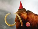 The Royal B.C. Museum's iconic woolly mammoth, decked out for its 40th birthday in 2020, may live at Vancouver International Airport during the transition period. 