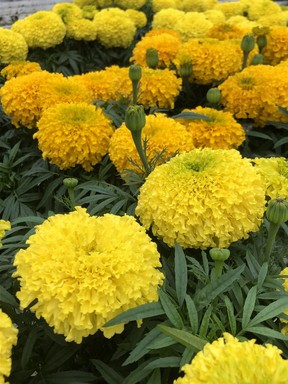 African Marigolds are stately and beautiful in the garden and in bouquets.