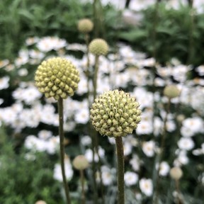 Globe-shaped Drumstick Flowers, like Golf Beauty, will add a bit of fun to your arrangement.