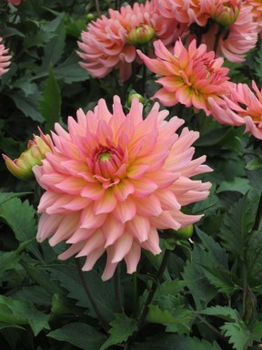 Dahlias are divine! Coming in a range of colours and sizes, there is sure to be one to match your style.