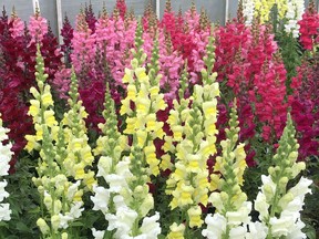 Brightly coloured snapdragons hold up beautifully in the garden (and in the rain!).