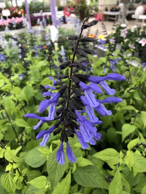 Proven Winners’ Rockin’ Salvias are striking thriller plants for containers or beds.