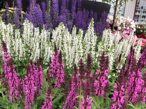 Salvias, whether annual or perennial, look tremendous when planted en masse.