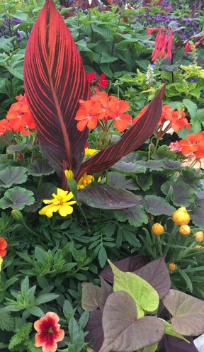 Cannas make a wonderful focal point and, when planted with warm tones, they really celebrate summer.