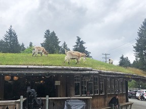 Coombs Old Country Market on Vancouver Island is famous for the goats that graze on its roof.