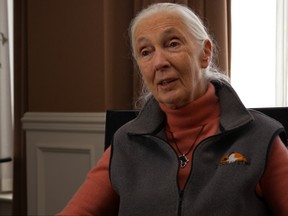 Jane Goodall is o interviewed in the movie.