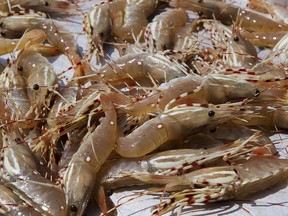 The Canadian Food Inspection Agency says the shellfish were sold in B.C., Alberta, Manitoba and Ontario, and may have been distributed in other provinces and territories as well.