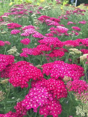 Yarrow (Achillea millefolium) is one family that has certainly grown in popularity, not only because of its increasing colour options, but also for the extended blooming period of some varieties. The New Vintage series has four colours, including white.