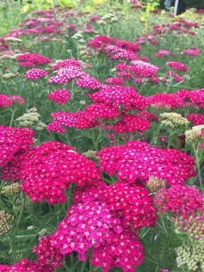 Yarrow (Achillea millefolium) is a family that has certainly gained popularity, not only for its growing color options, but also for the extended flowering period of some varieties.  The New Vintage series has four colors, including white.