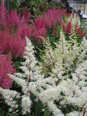 Astilbes, in all shades of pinks, reds, lavenders and creams, will beautifully accent any bouquet.