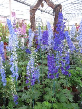 Delphiniums have also gained popularity, especially their blue and purple varieties.  They love a sunny, well-drained spot, and when cut back in mid-June or early July, they often bloom again in August and September.
