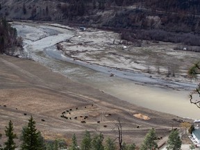 Cattle graze on a farm on the Nicola River that was affected by flooding in November, west of Merritt, B.C., on March 23, 2022. A high streamflow advisory has been issued due to snowmelt above the North Thompson River in central British Columbia. Within the Nicola River, a streamflow advisory was issued because rain from last week is still moving through the watershed's reservoirs.