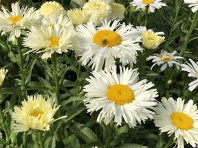 Shasta daisies (Leucanthemum superbum) have always been highly valued cut flowers, and there is a wealth of new varieties. We seldom see the old L. Esther Read, but we have some much-improved varieties. Growing about 16 inches tall, the pure white Daisy Whitecap is a newcomer that blooms from March into October. Next year, there will be a new introduction, called Sunshine Freak, which grows about 12 inches in height, has a rather appealing yellow and white coloration and blooms from April until August.