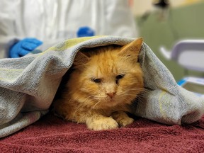 The B.C. SPCA seized 120 cats and three small dogs from