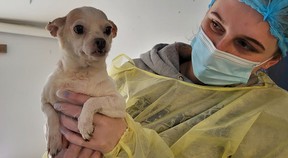 The B.C. SPCA seized 120 cats and three small dogs from “filthy” conditions in a Fort St. James trailer.