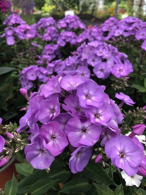 Perennial phlox has become very popular as a cut flower, and one of the best is P. David, a tall, pure white, disease-resistant variety that was once voted Perennial of the Year.