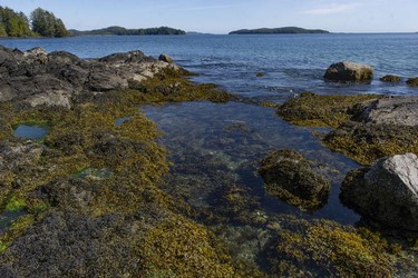 Tidal pools on a beach near the Cedar Coast Field Station on Vargas Island near Tofino, B.C. The station offers researchers, students and others the opportunity to live off-grid.