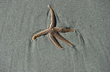 A sea star on a beach near the Cedar Coast Field Station on Vargas Island near Tofino, B.C. The station offers researchers, students and others the opportunity to live off-grid.