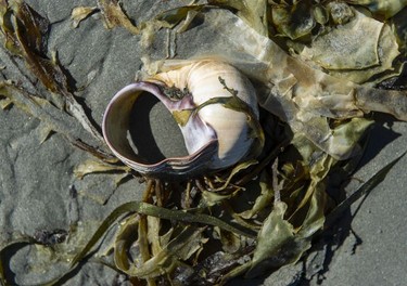 A shell and kelp on a beach near the Cedar Coast Field Station on Vargas Island near Tofino, B.C. The station offers researchers, students and others the opportunity to live off-grid.