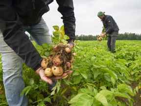 The fresh B.C. potatoes available in stores this week come from a Campbell Heights field threatened by development. Many B.C. farmers have been unable to plant crops during a wet, cool spring. (Arlen Redekop / Postmedia)