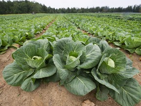 The field begins producing crops earlier in the spring than any other property in the province, said farmers. Crops can also be harvested later into the fall. This year, when Sumas Prairie in Abbotsford was under water due to flooding, food was still being harvested here.
