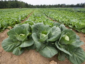 Some of the first locally-grown field vegetables, like cabbage, available in B.C. grocery stores each year is grown in a Surrey field under threat of development.