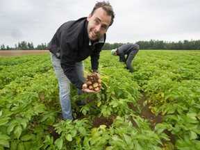 Tristin Bouwman (left) and Tyler Heppell at a Campbell Heights potato field in Surrey. Farmers want the land added to the Agricultural Land Reserve to increase B.C.'s food security as it grows some of the first field vegetables available in the province.