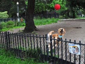 Hannibal, a big goofy dog who has developed an Instagram following around Vancouver for his amusing habit of getting passerby to play fetch with him, plays in Vancouver's Nelson Park dog park on June 16, 2022.