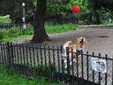 Hannibal, a clumsy big dog who has developed an Instagram following around Vancouver for his amusing habit of getting passersby to play with him, plays in Vancouver's Nelson Park dog park on June 16, 2022.