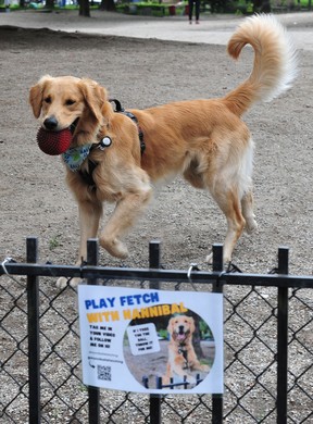 Hannibal poses with his own poster at Nelson Park Dog Park in Vancouver on June 16, 2022.