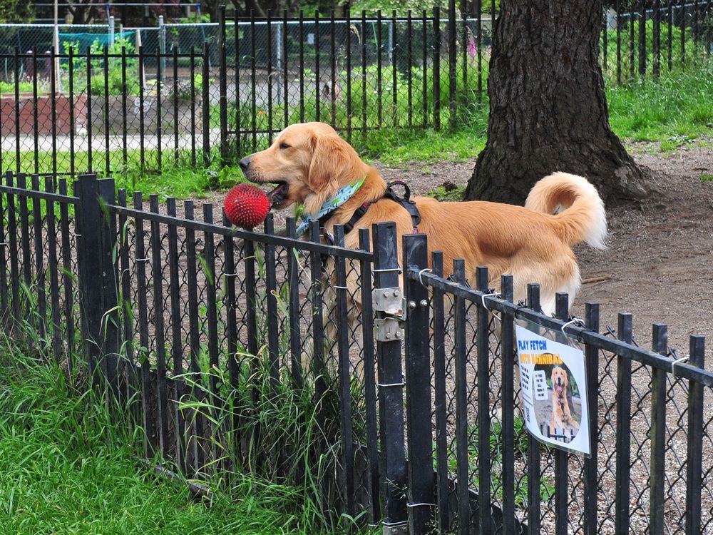 More offleash dog parks coming to Vancouver Vancouver Sun