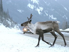 Mountain caribou herds in the southern Kootenays are endangered or already extirpated, a fancy word meaning “locally extinct,” writes Jesse Zeman.