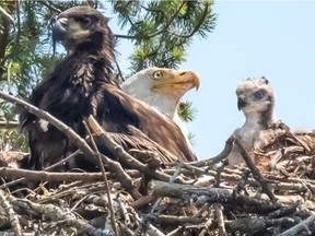 .An eagle is raising a red-tailed hawk on Gabriola Island, B.C.
