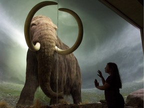 A visitor is silhouetted against the woolly mammoth at the Royal B.C. Museum.
