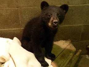 A small bear cub now in the care of the North Island Recovery Centre wandered into a Campbell River home Tuesday through a cat door. North Island Wildlife Recovery Association