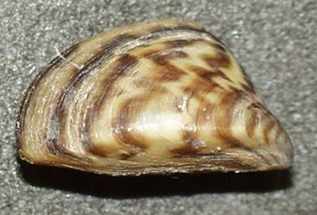 Zebra mussels can be smaller than a fingernail.