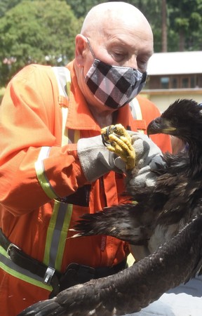 After 27 years rescuing endangered animals from across southwestern BC, Norm Snihur is now on a quest to find what is arguably the most elusive quarry of his career: a successor. Norm Snihur prepares to release a young eagle on Gabriola Island after being rehabilitated at OWL, a raptor rehabilitation center.