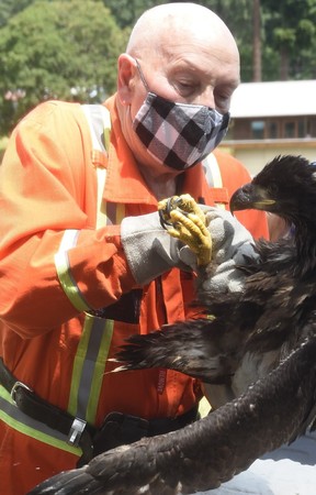 After 27 years rescuing distressed animals from all over southwestern B.C., Norm Snihur is now on a quest to find what’s arguably the most elusive quarry of his career: a successor. Norm Snihur prepares to release a young eagle on Gabriola Island after being rehabilitated at OWL, a raptor rehabilitation centre.