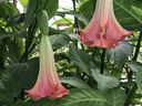 Brugmansia, commonly known as Angel’s Trumpet, produces gorgeous, pendulous trumpet flowers and a beautiful perfume.