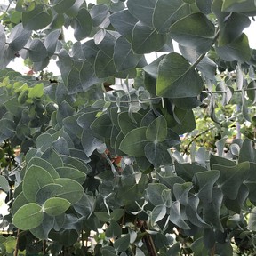 Fragrant eucalyptus, with its silvery-blue foliage, makes an attractive container plant.
