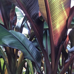 The large, colourful leaves of Ensete maurelii will add a dramatic tropical touch to any patio.