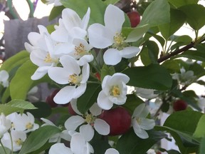 The Red Jewel Flowering Crabapple requires less water to be fully hydrated.