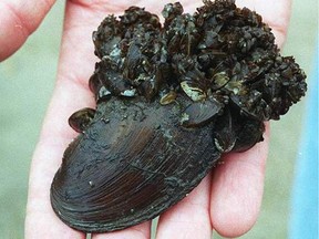 zebra. mussels