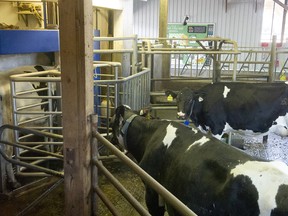 Dairy cows wait their turn at the robotic milker, left, at Bakerview Farm’s EcoDairy in Abbotsford.