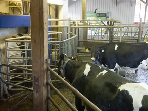 Dairy cows wait their turn at the robotic milker, left, at Bakerview Farm's EcoDairy in Abbotsford.