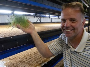 Scott Johnson, manager of Bakerview Farm's EcoDairy in Abbotsford, holding wheat grass that grows from seed on the trays beside him to fully mature and be ready to feed to cattle in six days. The machine is called HydroGreen and is made by Cubic, a Langley company.