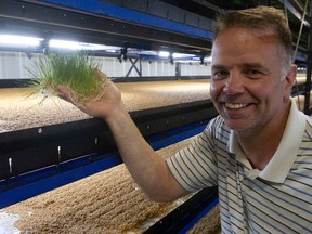 Scott Johnson, manager of EcoDairy at Bakerview Farm in Abbotsford, holding wheatgrass growing from seed in trays next to him to fully mature and be ready to feed cattle in six days.  The machine is called HydroGreen and is made by Cubic, a Langley company.